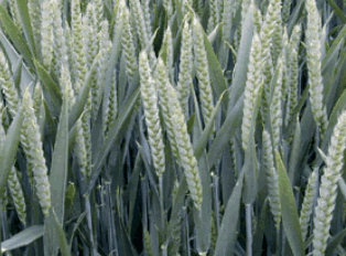 Image of wheat ears