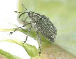 Cabbage Seed weevil adult