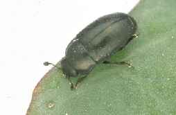 Pollen Beetle